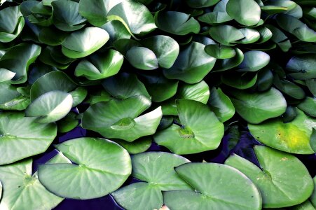 Water garden plant