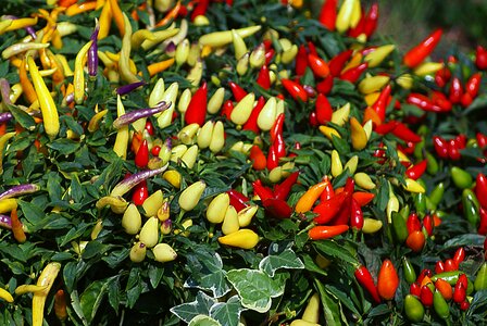 Decorative potted color