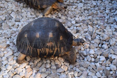 Turtle animal gravel