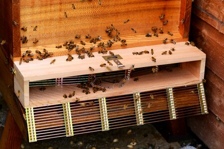 Hive cedar wood
