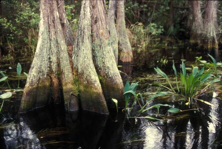 Ebony marsh perspective