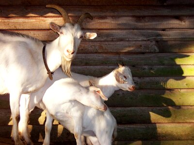 Animal world livestock domestic goat photo