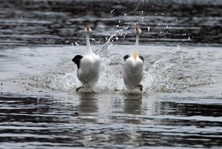 Bird courtship dance photo