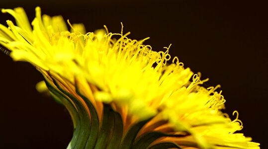 Dandelion spring plant photo