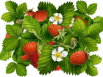 Flowers nature spring