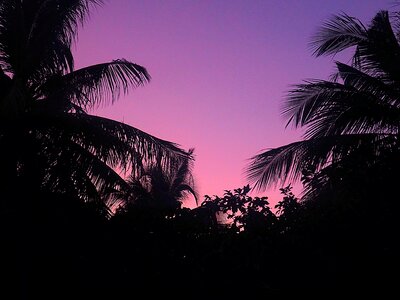 Palm Trees Purple Sunset Background photo