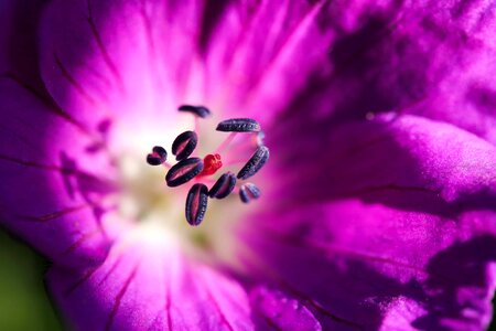Beautiful beautiful flowers beautiful photo
