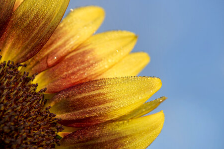 Closeup of Yellow Flower with Water Drops photo