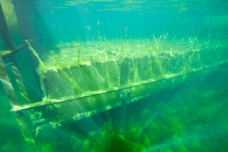 Suspended mussel cages at Genoa NFH-4