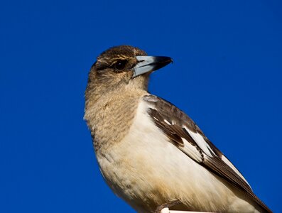 Bird juvenile close photo