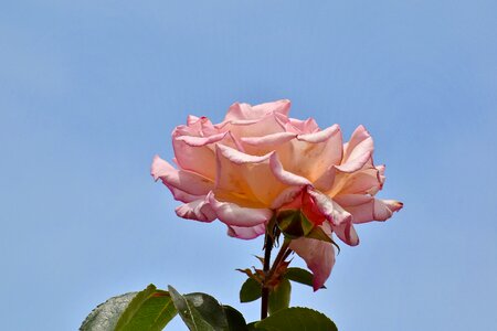Blue Sky green leaves pinkish