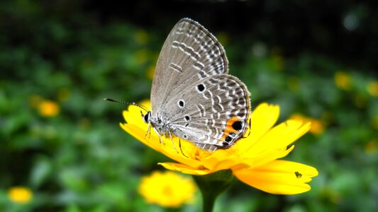 Butterfly flower wallpaper
