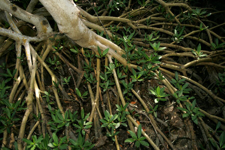 Mangrove swamp-1 photo