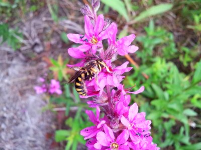 Beautiful beautiful flowers bloom photo