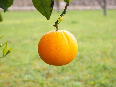 Citrus fruit tree evergreen photo