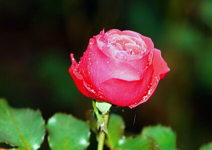 Red rose flower fragrance photo