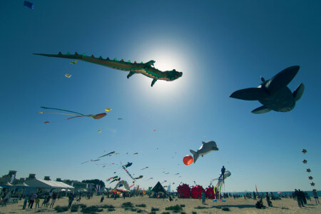 13 Dubai kite fest