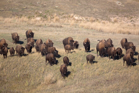 Bison herd runs
