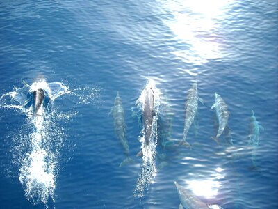 Animal dolphin nature