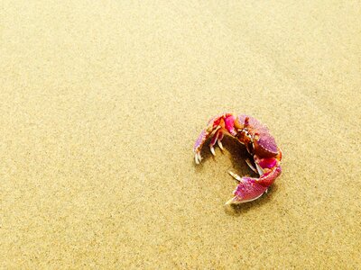 Sand beach wildlife photo