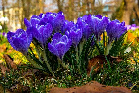 Flower spring purple