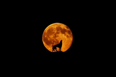 Howl mystical night