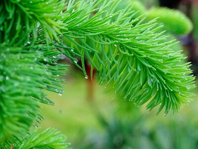 Branch branches conifer