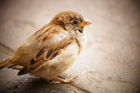 Sparrow animal vertebrate photo