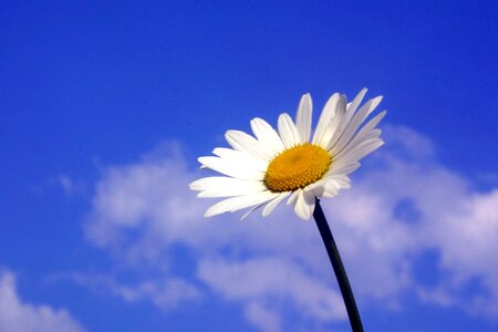 Action bloom photo