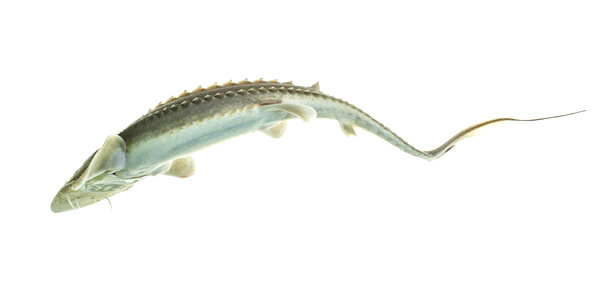 Juvenile pallid sturgeon -3 photo