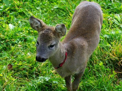 Little deer roe deer kid animal