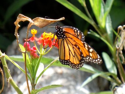 Flowers insects fly photo