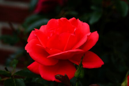 Red rose bloom garden