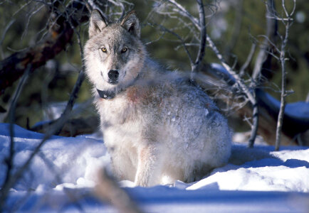 Wolf watches biologists in Yellowstone National Park photo