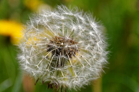 Medicinal herb nature naturopathy