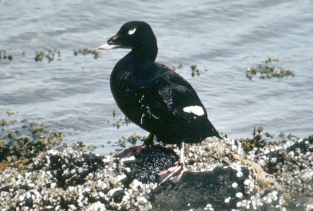 American black Melanitta americana