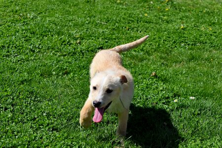 Green Grass green leaves tongue photo