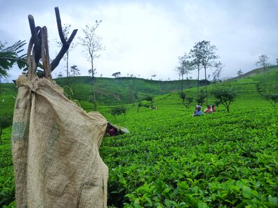 Tea fields tamils