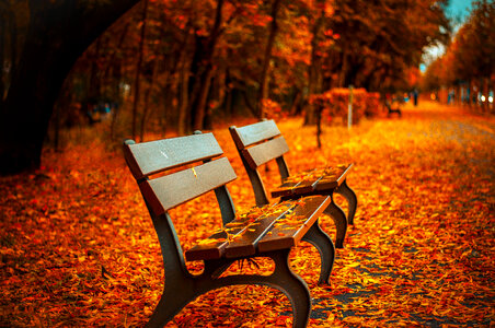 Bench in the Autumn photo