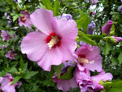 Garden flora nature