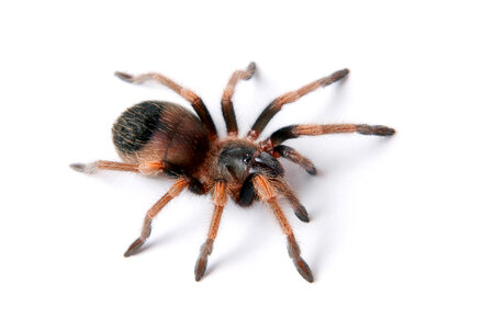 Hairy Spider photo