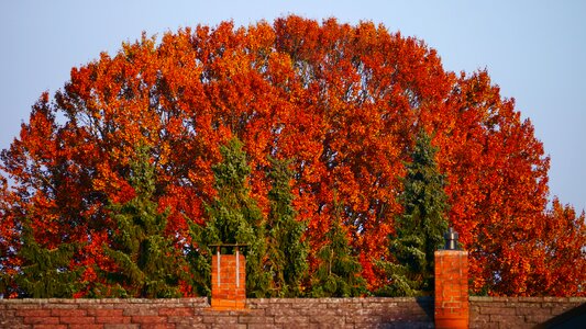 Colorful browns shining photo