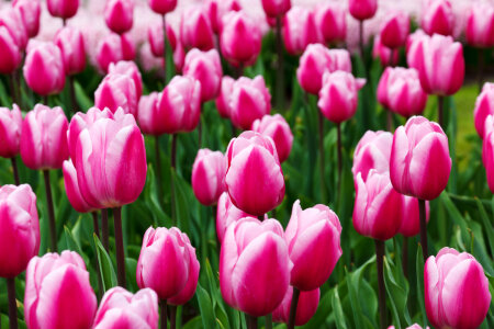 Purple Tulips Detail photo