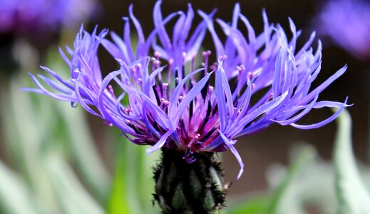 Beautiful Flowers blooming blossom photo