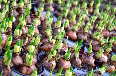 Food kernel plant