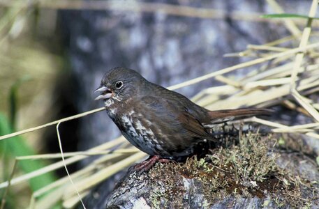 Bird sparrow 