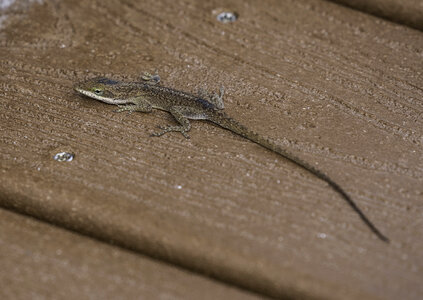Brown Anole on the Boardwalk photo