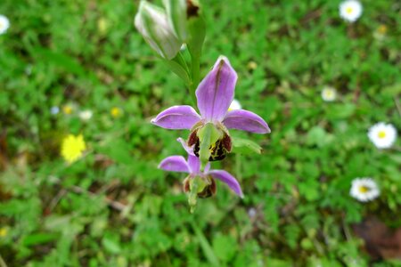 Orchid wild flower photo