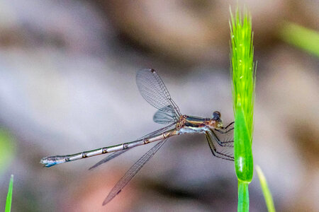 Southern Spreadwing photo