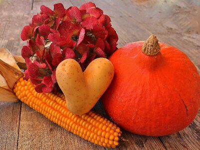 Nature vegetables pumpkin
